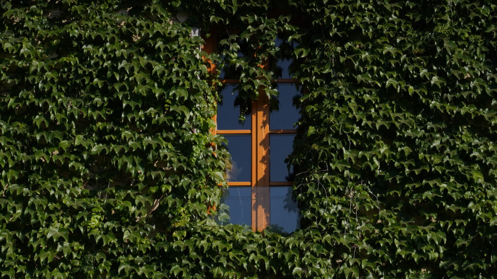 A window surrounded by lush green ivy on a building in Jaffa